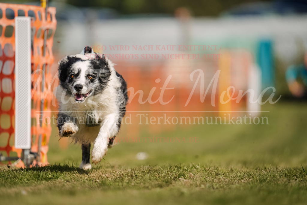 20250928_Hunderennen-441 | MuT (Mensch und Tier) mit Mona - Fotografie und Tierkommunikation - Realisiert mit Pictrs.com