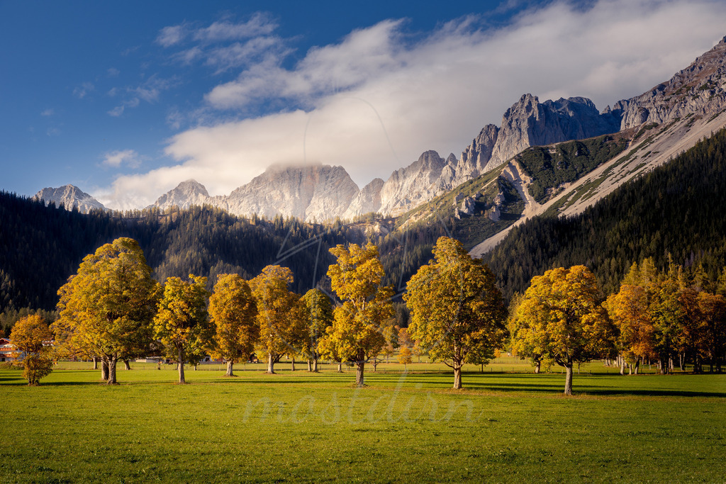Ahornbäume in der Ramsau | Bei Veröffentlichung des Bildes ist eine Namensnennung wie folgt erforderlich: Foto: Mostdirn Irmgard Wieser - Realisiert mit Pictrs.com