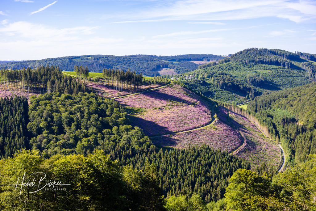 Fingerhutfläche am Hömberg bei Westfeld | Fingerhutfläche am Hömberg bei Westfeld im Schmallenberger Sauerland - Realisiert mit Pictrs.com