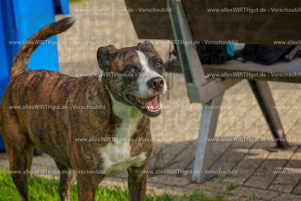 Hundeschwimmen_Grefrath_2026-allesWIRTHgut_Tierfotografie-15_26-FAY01287 | Professionelle Tierfotografie in Mönchengladbach von Daniel Wirth (allesWIRTHgut). Liebevolle & natürliche Bilder von Hunden & Katzen für unvergessliche Erinnerungen.