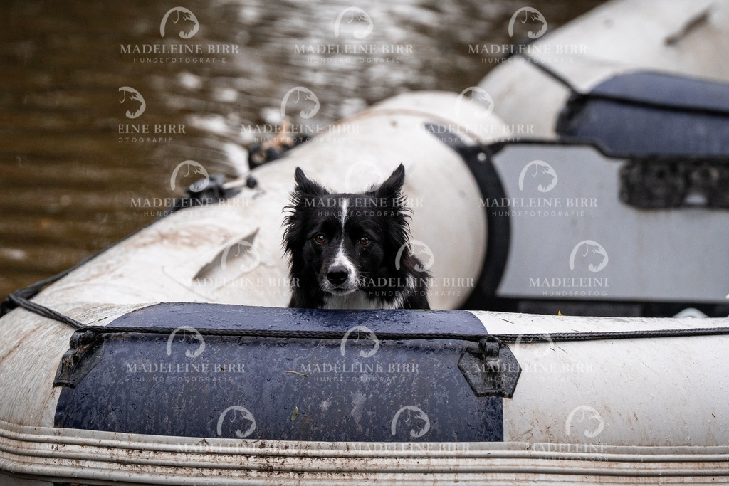 madeleinebirr-fotografie2025.campcanis.Startbis9Uhr-4 | hundefotografie-birr