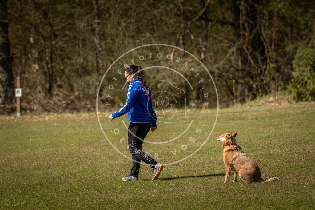 Pfotenfotografie_DV3A0902 | Hundefotografie, Tierfotograf, Pfotenfotografie, Fotoshooting Hund, Hunde Portrait, Hundesport, Hundeportraits, Heideshooting, Hunde, Sportfotograf, Hundefotograf, Turnierhundsport, THS,  - Realisiert mit Pictrs.com
