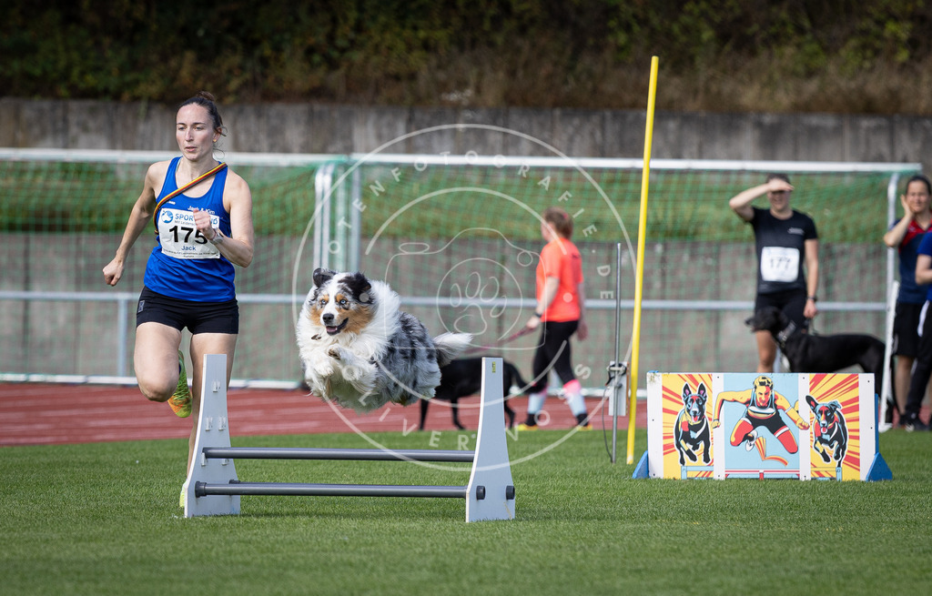 Pfotenfotografie_DV3A0098 | Hundefotografie, Tierfotograf, Pfotenfotografie, Fotoshooting Hund, Hunde Portrait, Hundesport, Hundeportraits, Heideshooting, Hunde, Sportfotograf, Hundefotograf, Turnierhundsport, THS,  - Realisiert mit Pictrs.com