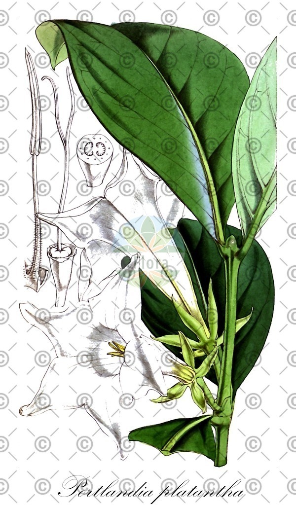 HistAbb_wfo-0000799101_1_ENZY_Simple | Historische Abbildung von Portlandia platantha - Rubiaceae | Historical Illustration of Portlandia platantha - Rubiaceae