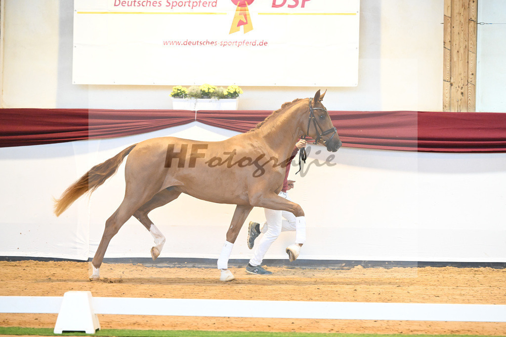 Kat-Nr. 57 v. Vivaldos_Regele_66222105 | hf-fotografie - Realisiert mit Pictrs.com