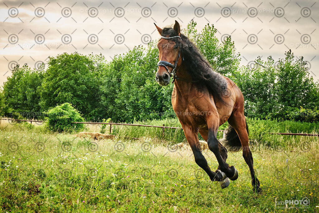 072_202406_Niki-Herodes_NZ9_9777 | proPHOTO - Realisiert mit Pictrs.com