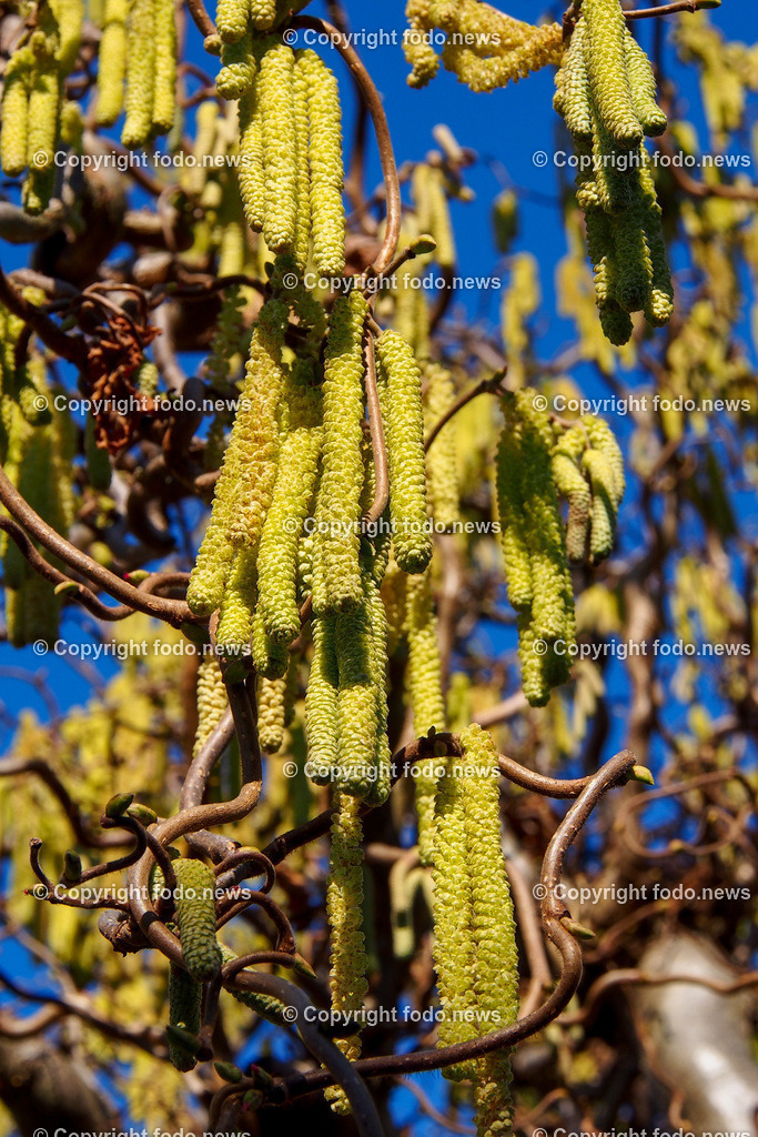 Haselnuss_ Pollen_ Fruehling_ 05.03.2022-3 | 5.03.2022, Linz, AUT, Haselnuss, Haselstaude, Pollen, Allergie, Allergiker, im Bild Themenbild, Haselnuss, Haselstaude, Korkenzieherhaselnuss, Pollen, Allergie, Allergiker, Bluetezeit, Fruehling, Strauch