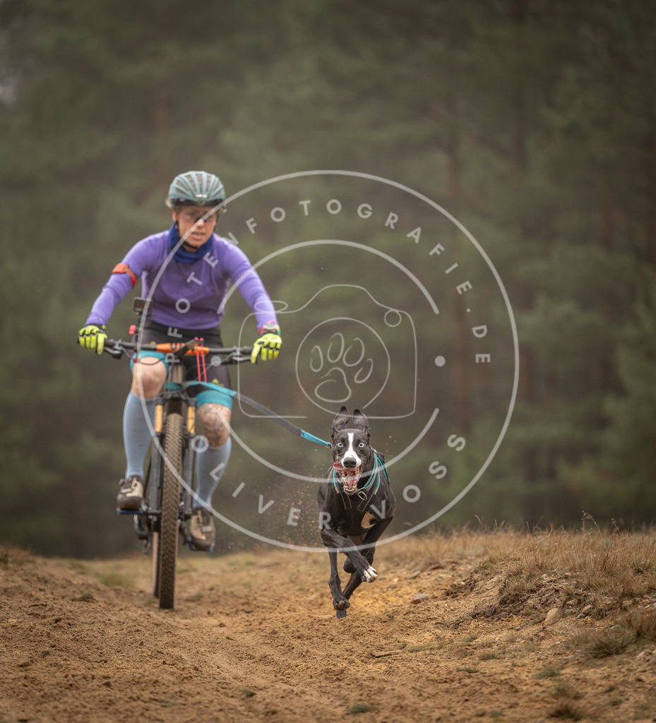 Pfotenfotografie_DV3A2818 | Hundefotografie, Tierfotograf, Pfotenfotografie, Fotoshooting Hund, Hunde Portrait, Hundesport, Hundeportraits, Heideshooting, Hunde, Sportfotograf, Hundefotograf, Turnierhundsport, THS,  - Realisiert mit Pictrs.com