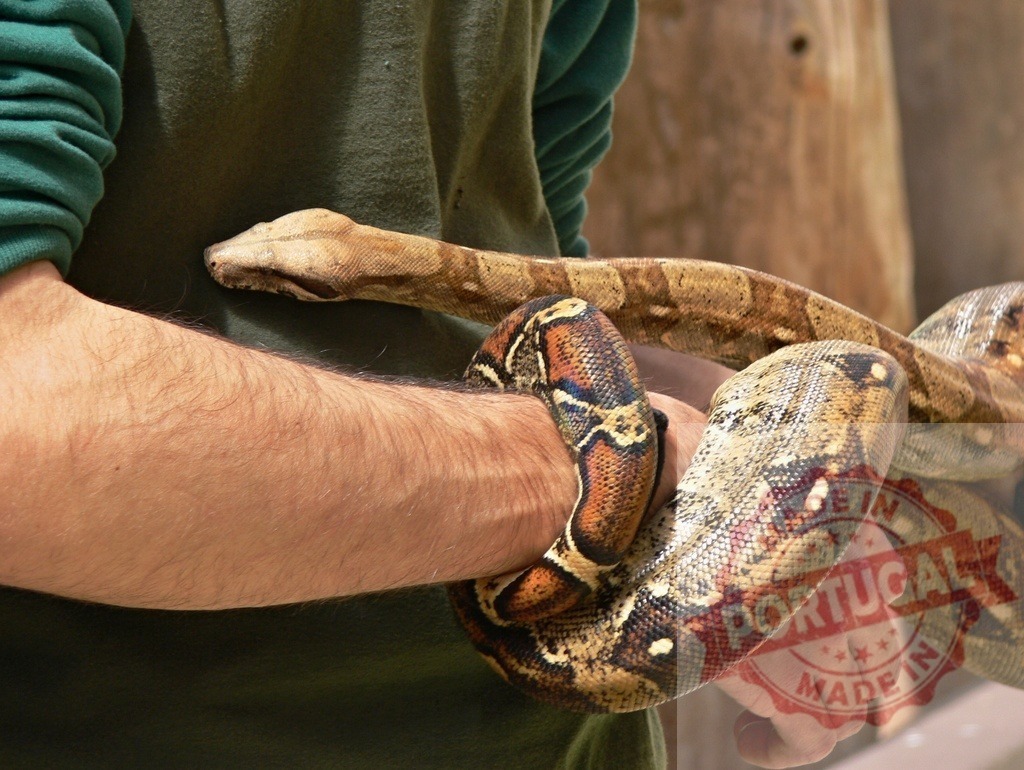 Man handling boa constrictor snake on arm | Man holding and showing a a large boa constrictor reptile - Realized with Pictrs.com
