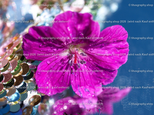 titusgraphy_P5218889-vz-ln | titusgraphy-shop: Geschenkideen mit Qualitätsfotos. titusgraphy-shop: gift ideas with quality photos. titusgraphy-shop: idées cadeaux avec photos de qualité.  - Realisiert mit Pictrs.com