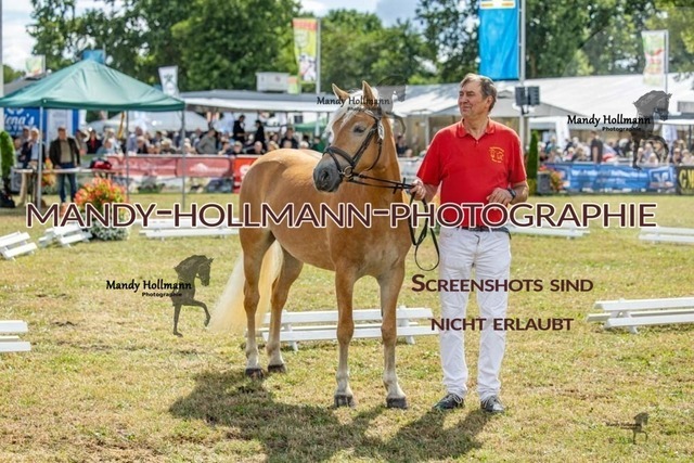 26-8-22 Gemischt-308 | mandyhollmannphotographie
