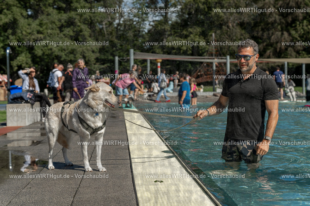 Hundeschwimmen_Volksbad_2026-allesWIRTHgut_Tierfotografie-2609061250-120052-7R500203 | Professionelle Tierfotografie in Mönchengladbach von Daniel Wirth (allesWIRTHgut). Liebevolle & natürliche Bilder von Hunden & Katzen für unvergessliche Erinnerungen.