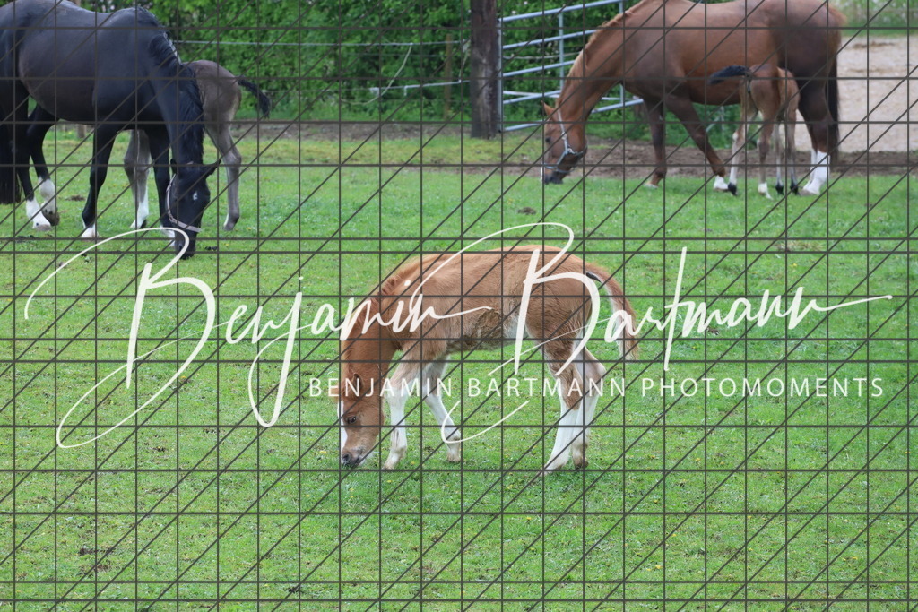 IMG_4330 | Benjamin Bartmann Photomoments