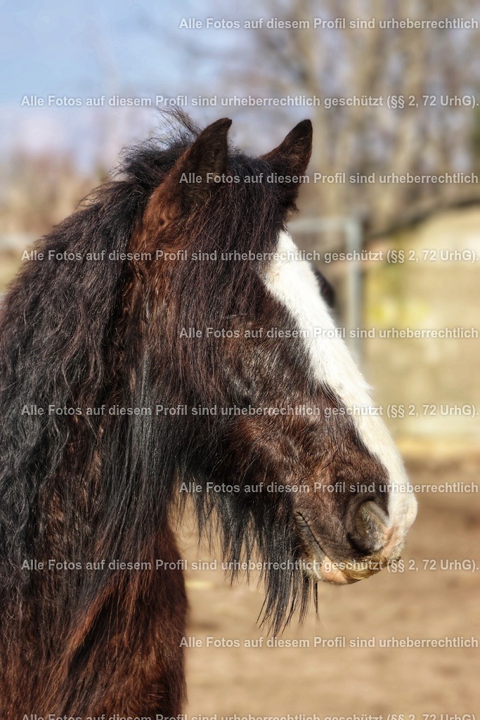 20240309150839_0C4A2933_2-01 | krollfotografie - Realized with Pictrs.com