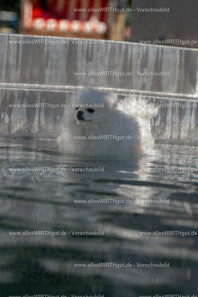 Hundeschwimmen_Volksbad_2026-allesWIRTHgut_Tierfotografie-2609061252-FAY06591 | Professionelle Tierfotografie in Mönchengladbach von Daniel Wirth (allesWIRTHgut). Liebevolle & natürliche Bilder von Hunden & Katzen für unvergessliche Erinnerungen.