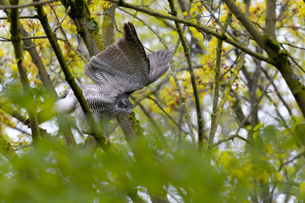 R5M21541_20260328 | Ein weiblicher Habicht (Accipiter gentilis) sitzt auf einem moosbewachsenen Ast in einem Baum. Der Greifvogel spreizt seine Flügel, wobei die fein gebänderten Unterseiten und die grauen Oberseiten sichtbar werden. Der Kopf des Vogels ist dunkelgrau mit einem markanten gelben Auge und einem dunklen Schnabel. Die Umgebung ist von frischem Grün und leuchtend gelben Blüten oder Blättern geprägt, die durch die Äste hindurchscheinen und eine lebendige Frühlingsatmosphäre schaffen. Der Habicht scheint sich auszuruhen oder seine Flügel zu pflegen. - Realisiert mit Pictrs.com