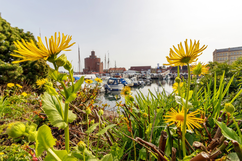 Wandbild: Blumen am Hafen in Eckernförde | Dieses Wandbild im Querformat zeigt gelbe Blumen am Hafen in Eckernförde. In der Ferne sind Boote im Hafen sowie das Rundsilo in der Unschärfe zu sehen. - Realisiert mit Pictrs.com