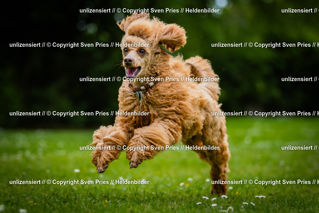 Sven Pries | 2025-05-29 - Pudelrennen KA-Durlach - Realisiert mit Pictrs.com