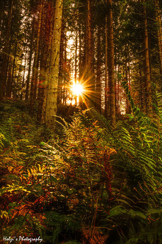 Through the Shadow to the Light | Holzisphotography, Landschaftsfotografie, Wildlifefotogorafie - Realisiert mit Pictrs.com