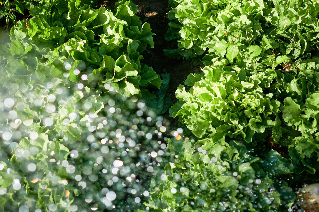 Im Garten wird der Salat gegossen | Austria - September 23, 2019: Im Garten wird der grüne Salat mit einer Giesskanne gegossen. - Realisiert mit Pictrs.com