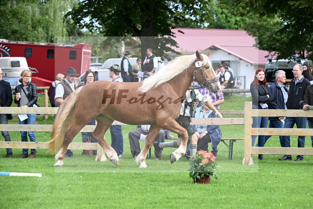 Kat-Nr. 5 Iluna v. Salieri S_Steffl_22240097 | hf-fotografie - Realizzato con Pictrs.com
