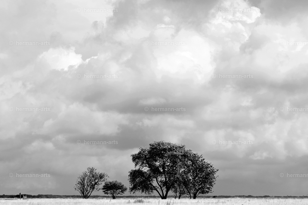 Trees_fine_Art_0056 | Photo Foto Kunst Art schwarzweiss Bilder Rheine Münster Berlin Blumen 