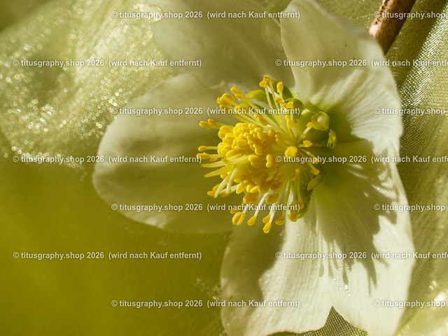 titusgraphy_P3034722-vz-ln | titusgraphy-shop: Geschenkideen mit Qualitätsfotos. titusgraphy-shop: gift ideas with quality photos. titusgraphy-shop: idées cadeaux avec photos de qualité.  - Realisiert mit Pictrs.com