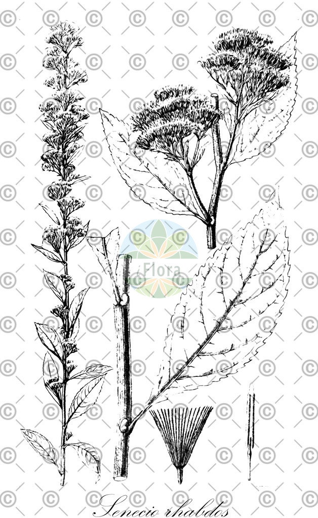 HistAbb_wfo-0000309280_1_ENZY_Simple | Historische Abbildung von Senecio rhabdos - Asteraceae | Historical Illustration of Senecio rhabdos - Asteraceae