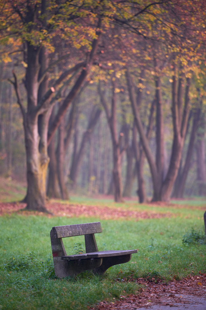 Parkbank im Herbstwald | Wien, Austria - November 01, 2014: Parkbank im Herbstwald. - Realisiert mit Pictrs.com