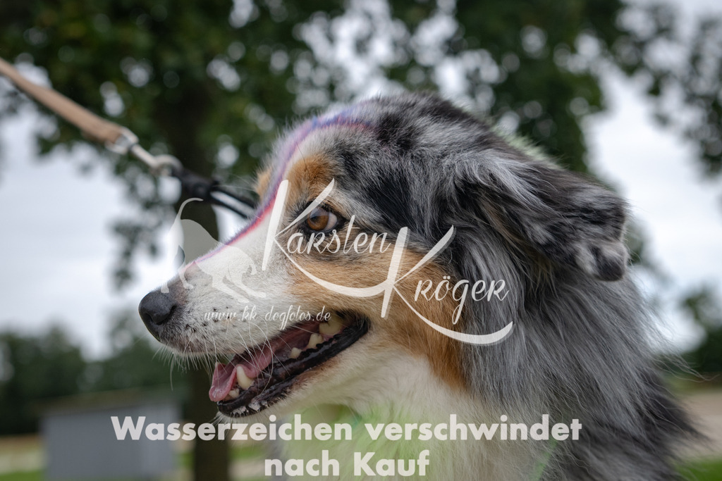1209_ZZ94554 | kk-dogfotos