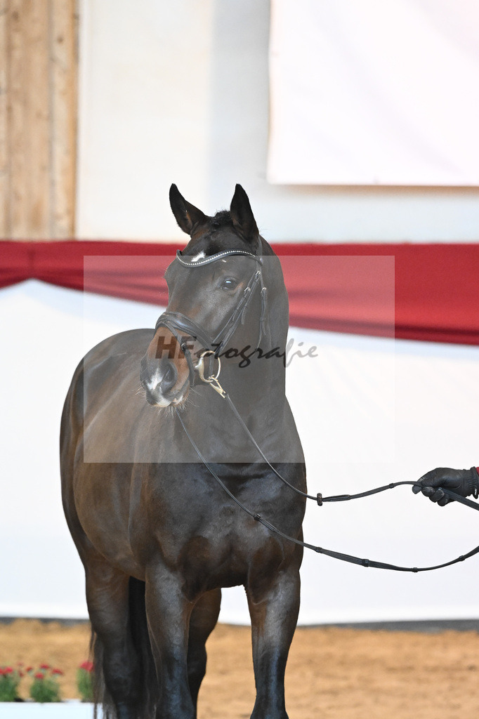 Kat-Nr. 21 Diablue PS x Askari_Feichtner_43231382 | hf-fotografie - Realisiert mit Pictrs.com