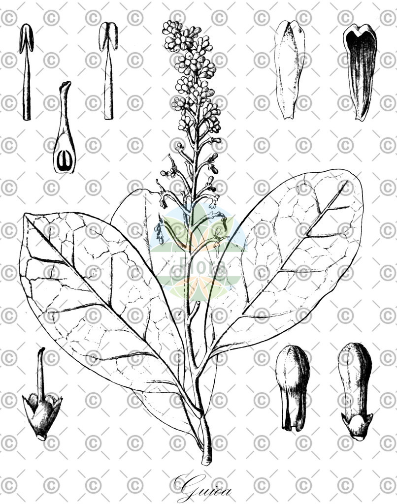 HistAbb_EMP_7530587_3_SIMPLE | Historische Abbildung von Guioa - Sapindaceae | Historical Illustration of Guioa - Sapindaceae