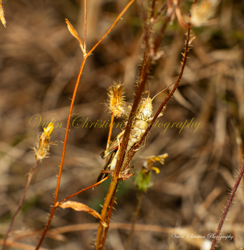 Macro 36 | Christian Vulin  - Realisiert mit Pictrs.com