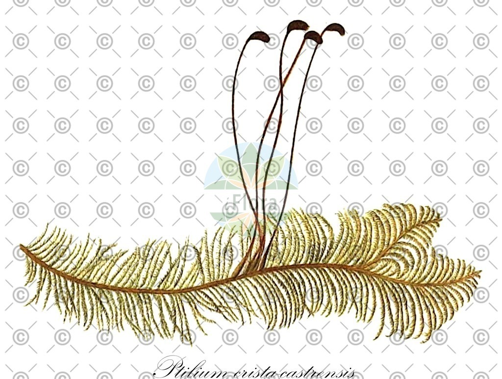 HistAbb_EMP_129297_1_SIMPLE | Historische Abbildung von Ptilium crista-castrensis - Pylaisiaceae | Historical Illustration of Ptilium crista-castrensis - Pylaisiaceae