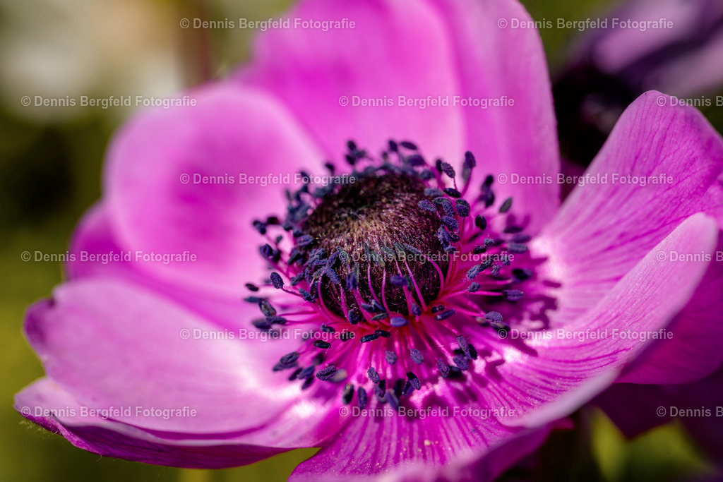 Flower 10 | Entdecken Sie Natur, Makro und Tierfotografie von Dennis Bergfeld.Besondere Momente und Details der Natur, hochwertig als Foto und Wandbild erhältlich. - Realisiert mit Pictrs.com