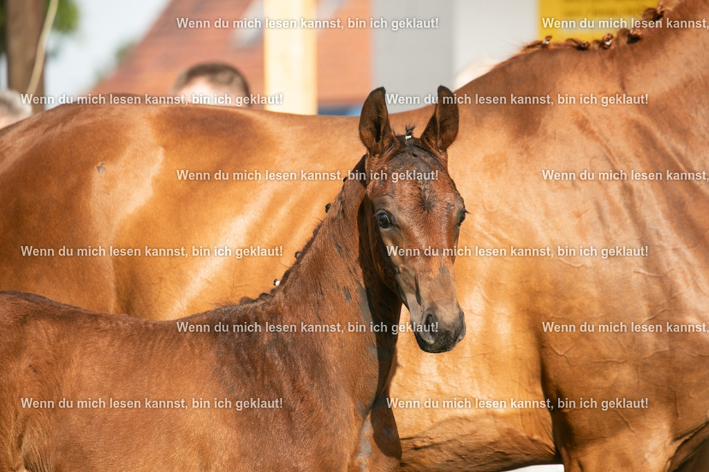 598A7278 | photographylinaismer - Realisiert mit Pictrs.com