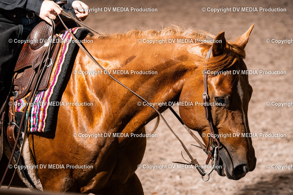 ZH300451 | dv-media-shop - Realisiert mit Pictrs.com