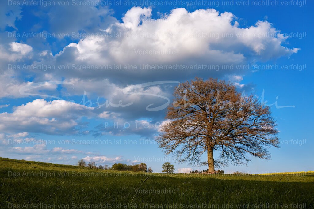 Alte Eiche | Ein alter Eichenbaum auf einer Wiese mit blauem Himmel und weißen Wolken - Realisiert mit Pictrs.com