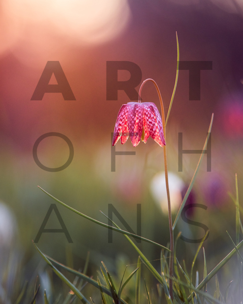 Ein Hans Fineart Original | Entdecke die Kunst von Hans Fineart - Fotografien für dein Zuhause. Verwandle deine Wände mit einzigartigen Kunstwerken und bringe die Schönheit der Welt in dein Leben. Bestelle jetzt und schaffe einen Ort der Inspiration und Eleganz.