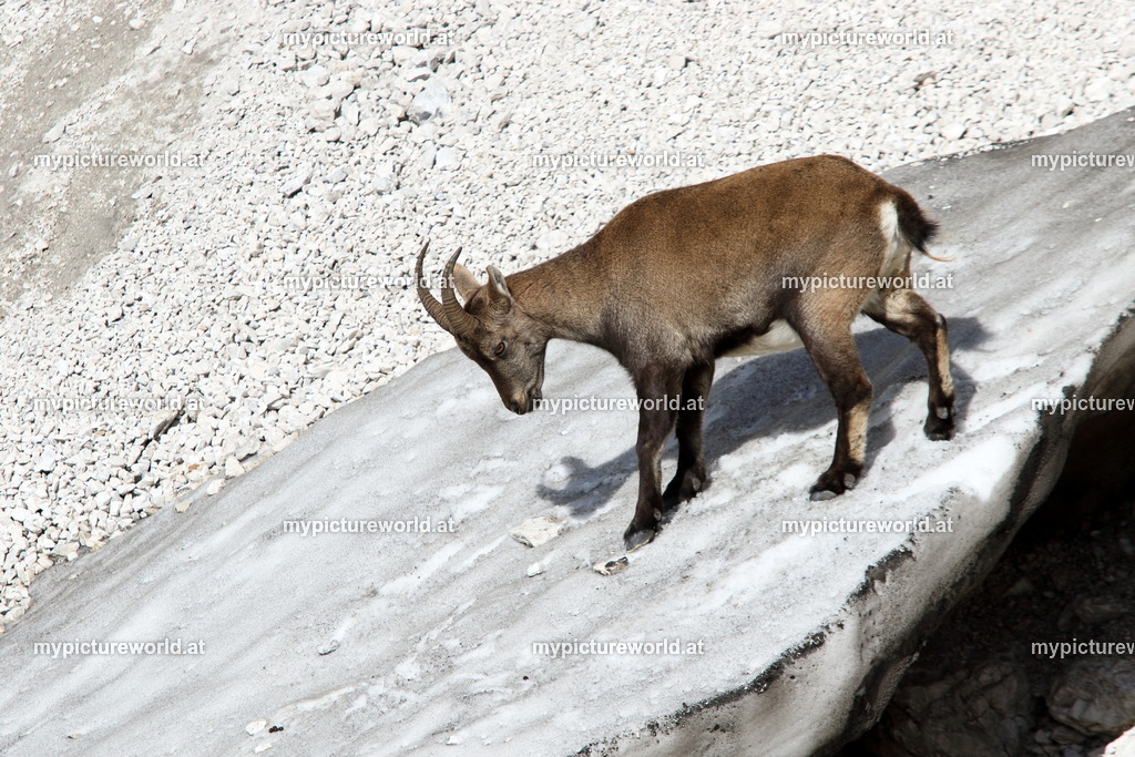 Alpensteinbock-107 | Das Bilderarchiv über Tiere, Planzen und Landschaften. In der Bilddatenbank finden Sie ein große Auswahl an hochwertigen Bilder für Ihre Werbung - Realized with Pictrs.com