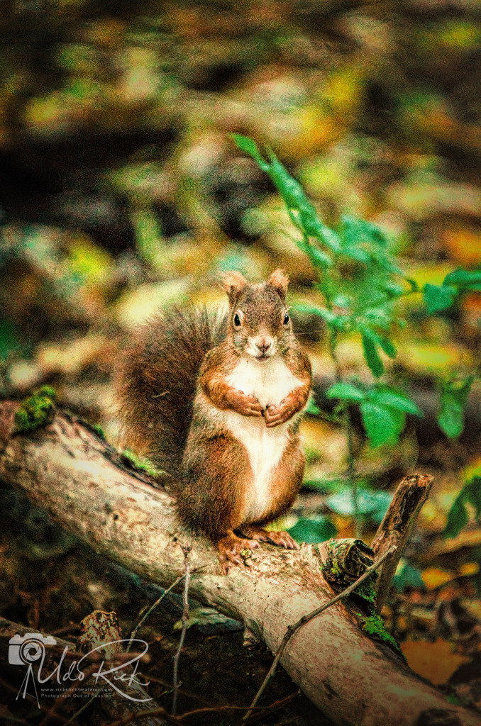 EHörnchen10_25 | Entdecken Sie Fotografie aus Leidenschaft: Auftragsfotografie, HD-Fotos, Geschenkartikel aus Ihren Bildern und vieles mehr. Beauftragen Sie uns für besondere Momente!
