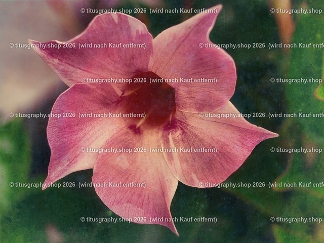 titusgraphy-P6100542_var-162 | Fotokunstarbeit aus der INSTAGRAM-Gallerie auf titusgraphy.eu - Realisiert mit Pictrs.com