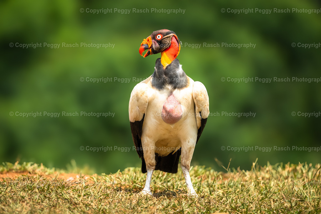 Königsgeier (9) | PeggyRaschPhotography - Realisiert mit Pictrs.com