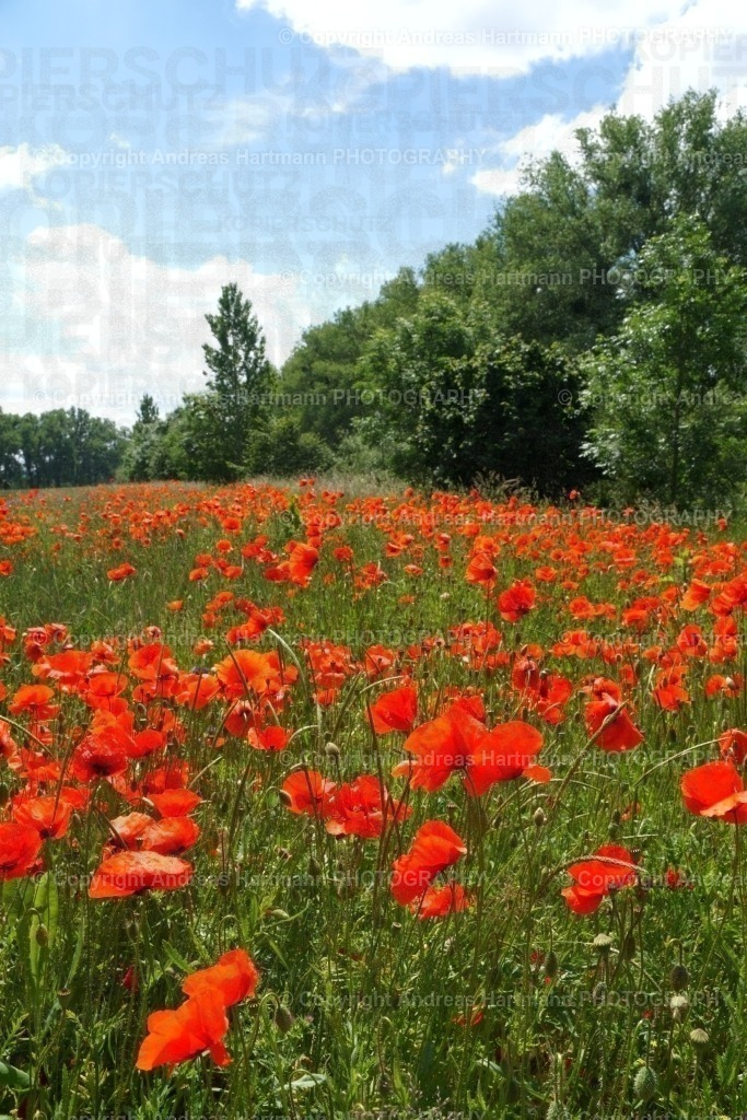 Klatschmohnfeld | Klatschmohnfeld - Realisiert mit Pictrs.com