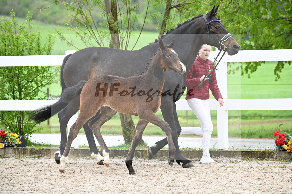 Kat-Nr. 45 SF Chaccothage Blue PS x Concetto_Lang-Wengert_23261570 | hf-fotografie - Realisiert mit Pictrs.com