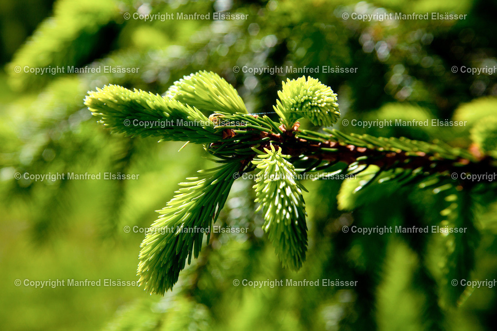 Tannenblüten im Frühling WB-010 | Wald, Ruhe, Erholung, Abschalten, relaxen, Augenoasen, Kraft tanken, Waldbaden, Stress reduzieren, Bäume, Kirschblüten, Frühlingswald, Sonne im Wald, Licht im Wald, Herbstwald, Waldwege, Gebirgswald, Wasser im Wald, Felsen im Wald, - Realisiert mit Pictrs.com