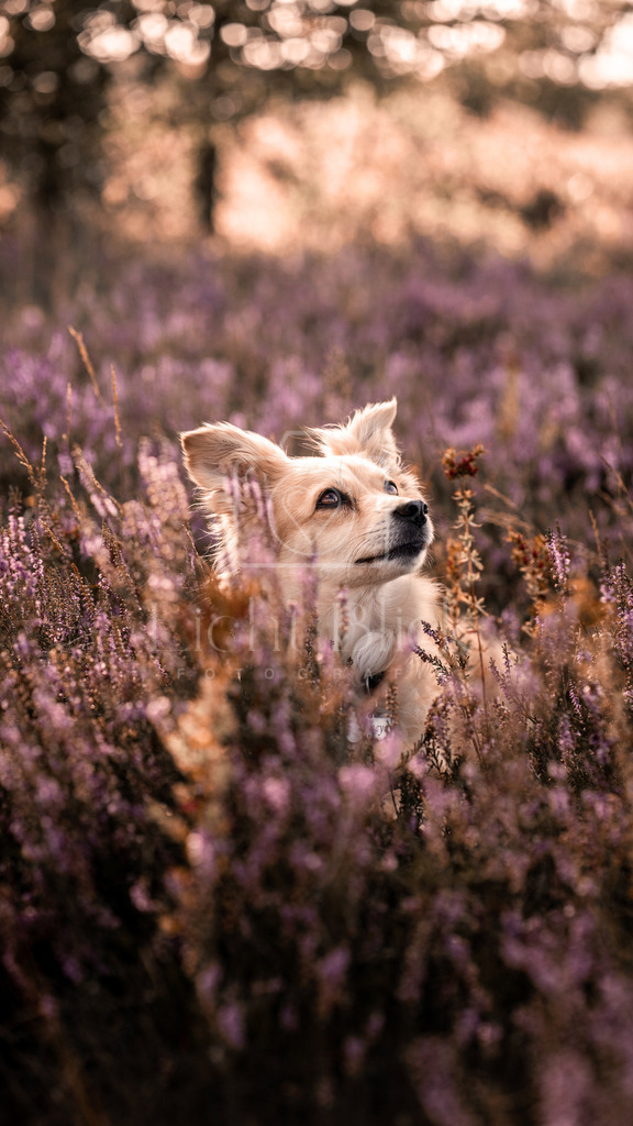 _7M34618 Kopie | <licht-blick-fotografie><shooting><portraitshooting><tiershooting><landschaftsbilder><shootingbuchen><buchen><fotografbremen> <fotograf niedersachsen><fotografin Bremen und niedersachsen><carshooting><automobilfotografie><auto> - Realisiert mit Pictrs.com