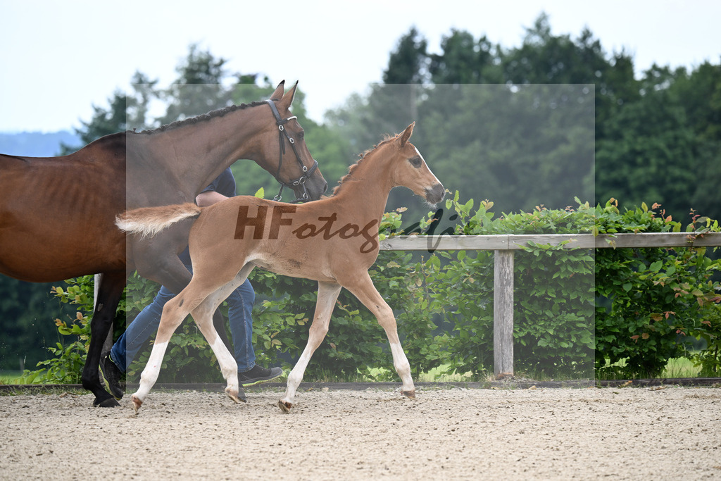 Kat-Nr. 13 Esmeraldo x Question d Honneur B_SF_Mayer_14250022 | hf-fotografie - Realisiert mit Pictrs.com