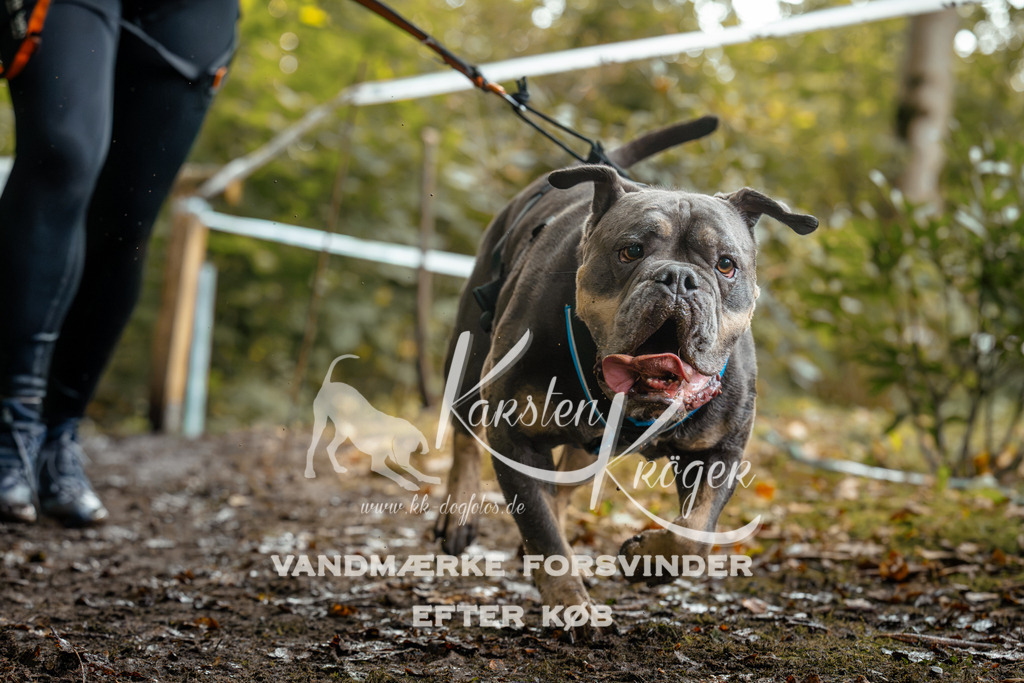 1436DZ6_3231Z6 | kk-dogfotos