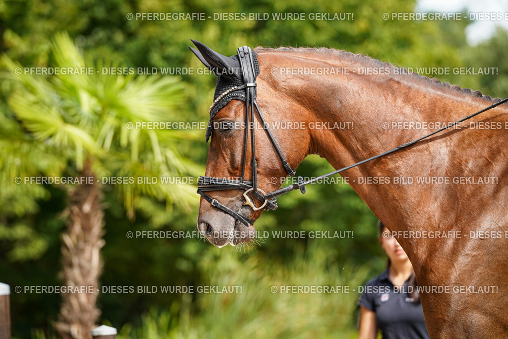 DSC07872 | Pferdegrafie